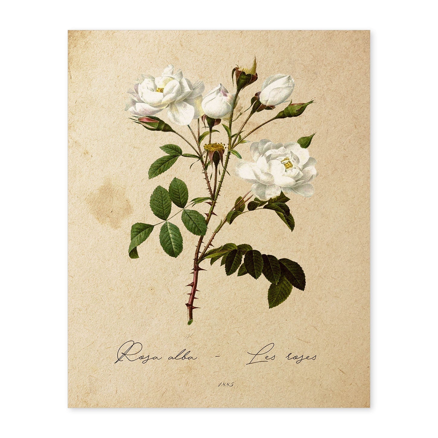 Poster de flores vintage. Lámina Rosa alba con diseño vintage.-Artwork-Nacnic-A4-Sin marco-Nacnic Estudio SL