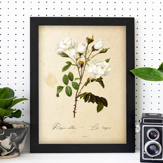 Poster de flores vintage. Lámina Rosa alba con diseño vintage.-Artwork-Nacnic-Nacnic Estudio SL