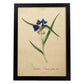 Poster de flores vintage. Lámina Tradescantia con diseño vintage.-Artwork-Nacnic-A3-Marco Negro-Nacnic Estudio SL