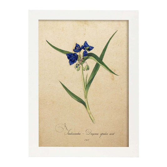 Poster de flores vintage. Lámina Tradescantia con diseño vintage.-Artwork-Nacnic-A4-Marco Blanco-Nacnic Estudio SL