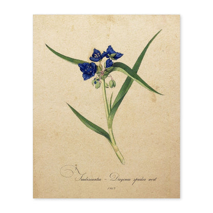Poster de flores vintage. Lámina Tradescantia con diseño vintage.-Artwork-Nacnic-A4-Sin marco-Nacnic Estudio SL