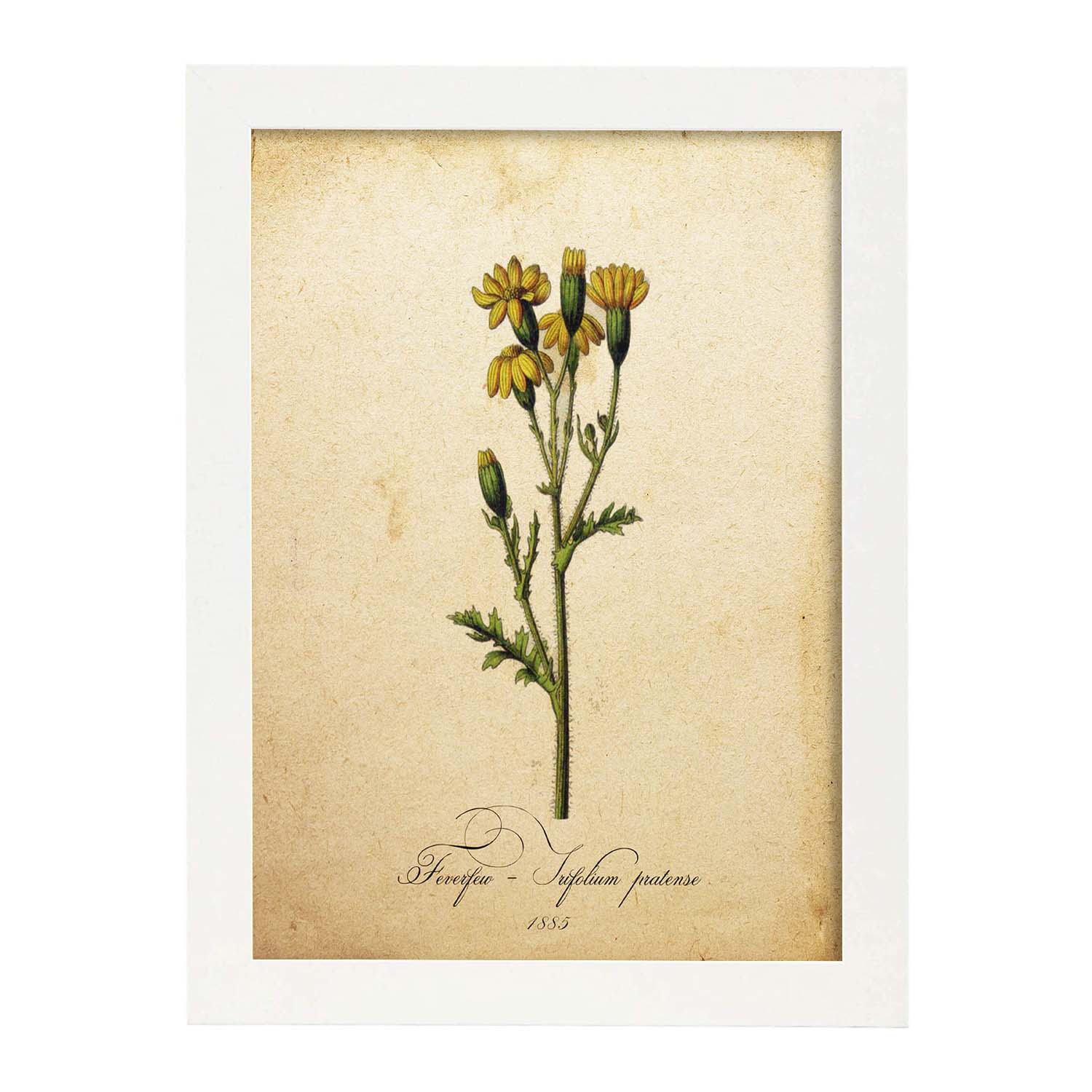 Poster de flores vintage. Lámina Trifolium pratense con diseño vintage.-Artwork-Nacnic-A3-Marco Blanco-Nacnic Estudio SL