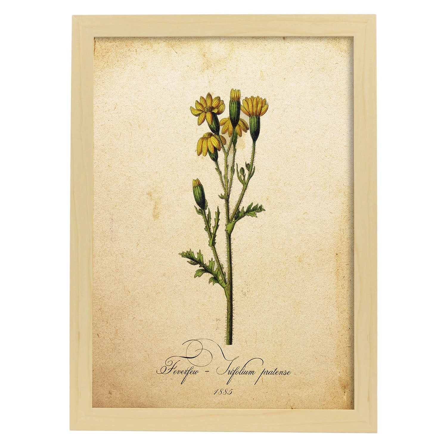 Poster de flores vintage. Lámina Trifolium pratense con diseño vintage.-Artwork-Nacnic-A3-Marco Madera clara-Nacnic Estudio SL