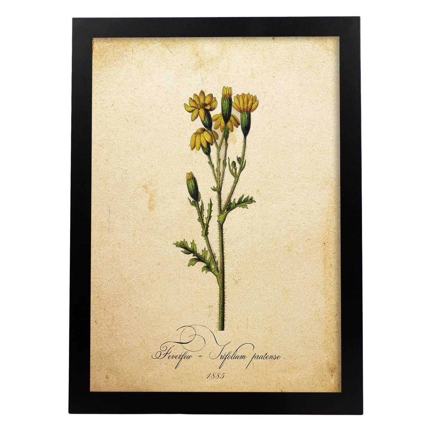 Poster de flores vintage. Lámina Trifolium pratense con diseño vintage.-Artwork-Nacnic-A3-Marco Negro-Nacnic Estudio SL