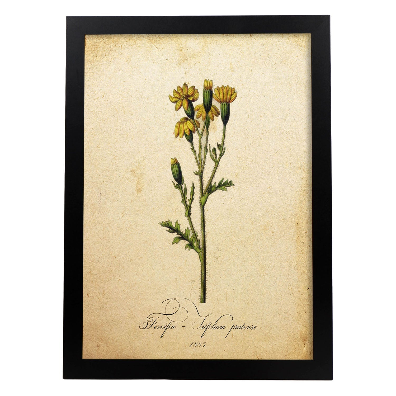 Poster de flores vintage. Lámina Trifolium pratense con diseño vintage.-Artwork-Nacnic-A4-Marco Negro-Nacnic Estudio SL