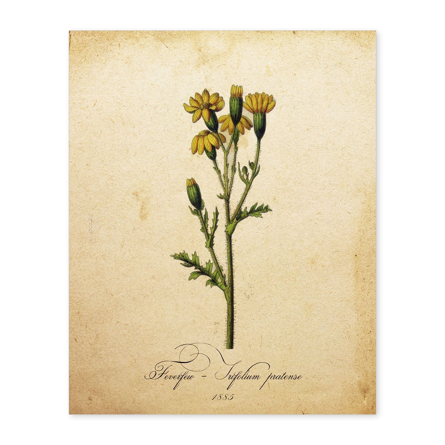 Poster de flores vintage. Lámina Trifolium pratense con diseño vintage.-Artwork-Nacnic-A4-Sin marco-Nacnic Estudio SL