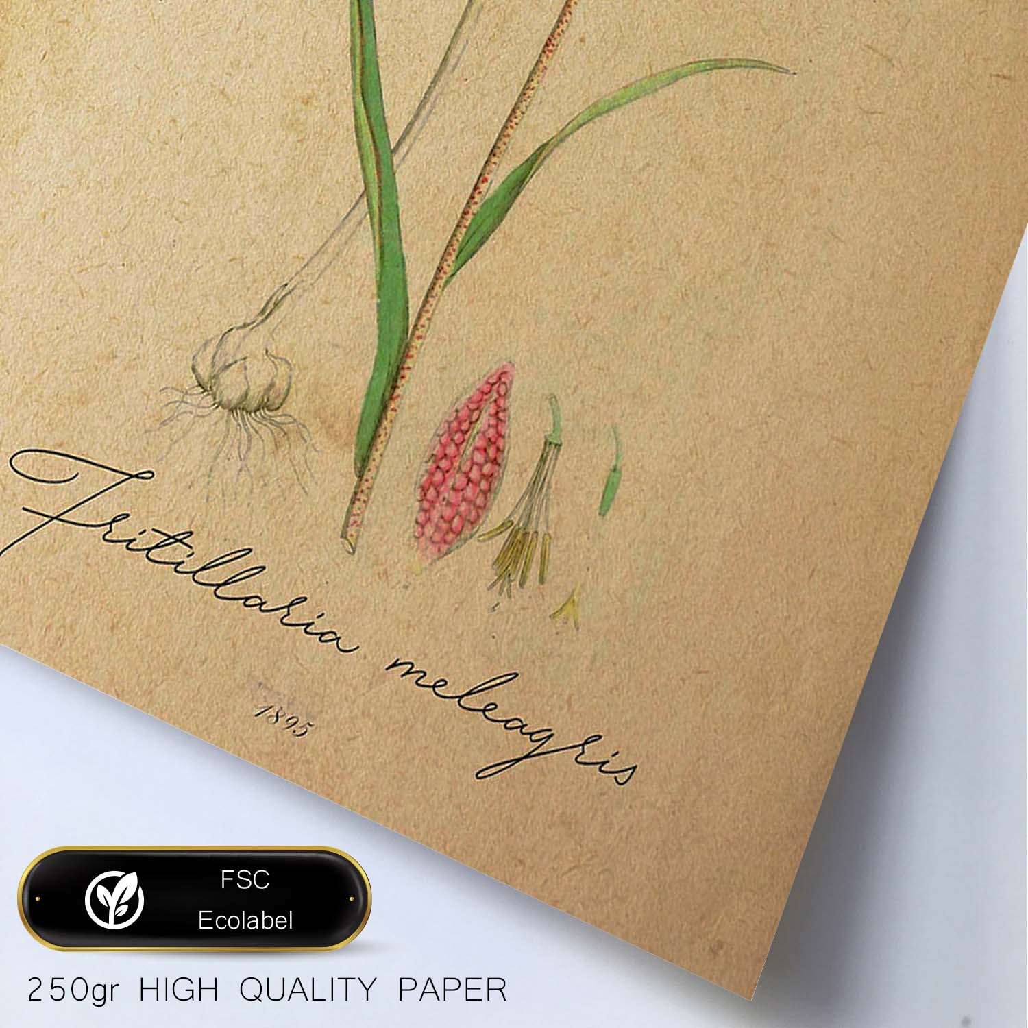 Poster de flores vintage. Lámina Troutish lilly con diseño vintage.-Artwork-Nacnic-Nacnic Estudio SL