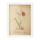 Poster de flores vintage. Lámina Troutish lilly con diseño vintage.-Artwork-Nacnic-A4-Marco Blanco-Nacnic Estudio SL