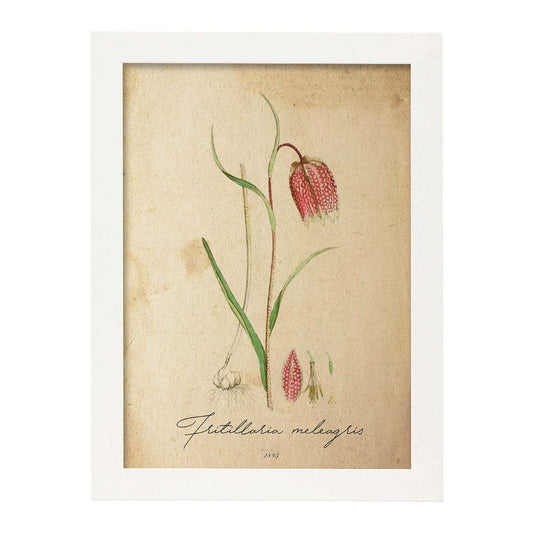 Poster de flores vintage. Lámina Troutish lilly con diseño vintage.-Artwork-Nacnic-A4-Marco Blanco-Nacnic Estudio SL
