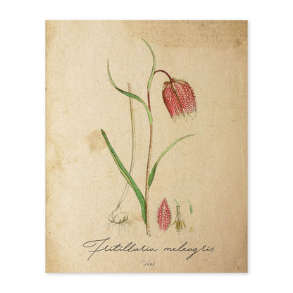 Poster de flores vintage. Lámina Troutish lilly con diseño vintage.-Artwork-Nacnic-A4-Sin marco-Nacnic Estudio SL