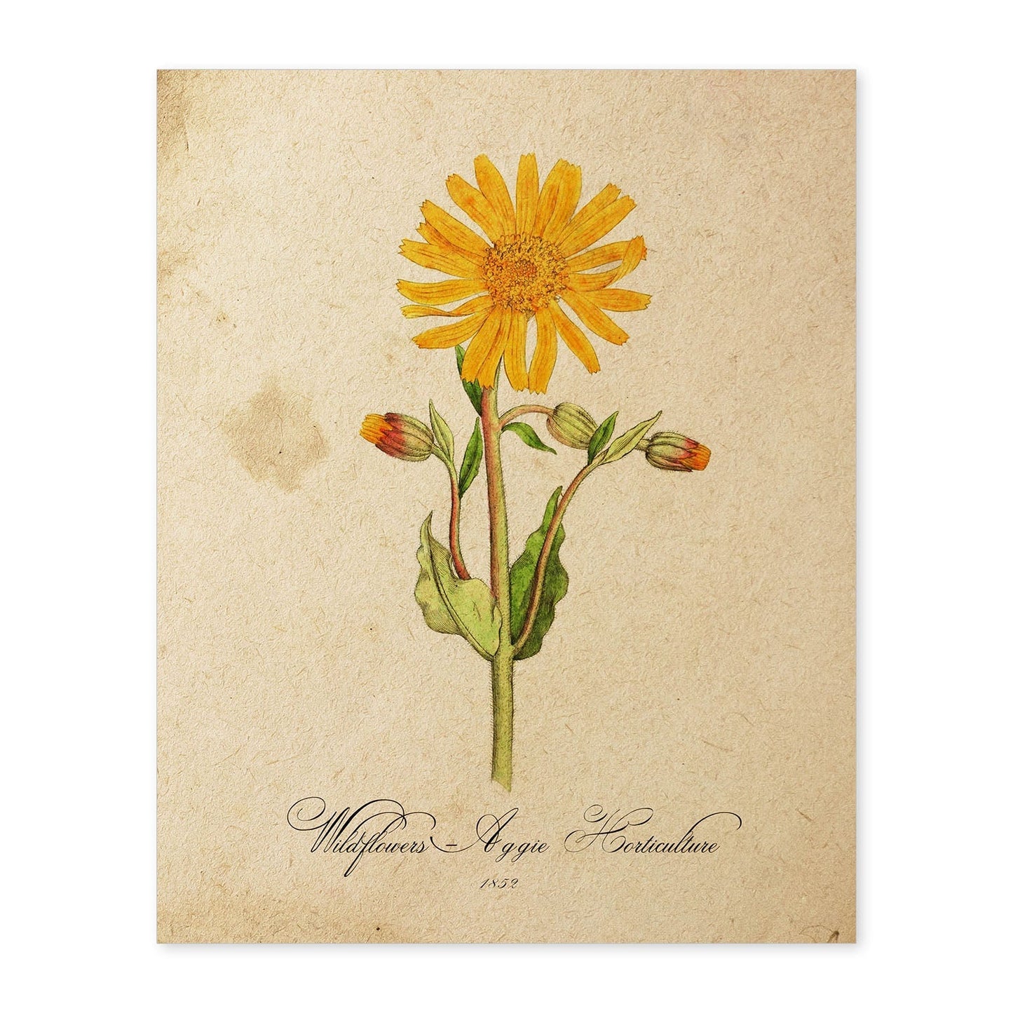 Poster de flores vintage. Lámina Wildflowers con diseño vintage.-Artwork-Nacnic-A4-Sin marco-Nacnic Estudio SL