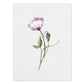 Poster de flores y plantas. Lámina con estilo óleo, con imágenes de vegetación, florales, y de plantas.-Artwork-Nacnic-A4-Sin marco-Nacnic Estudio SL