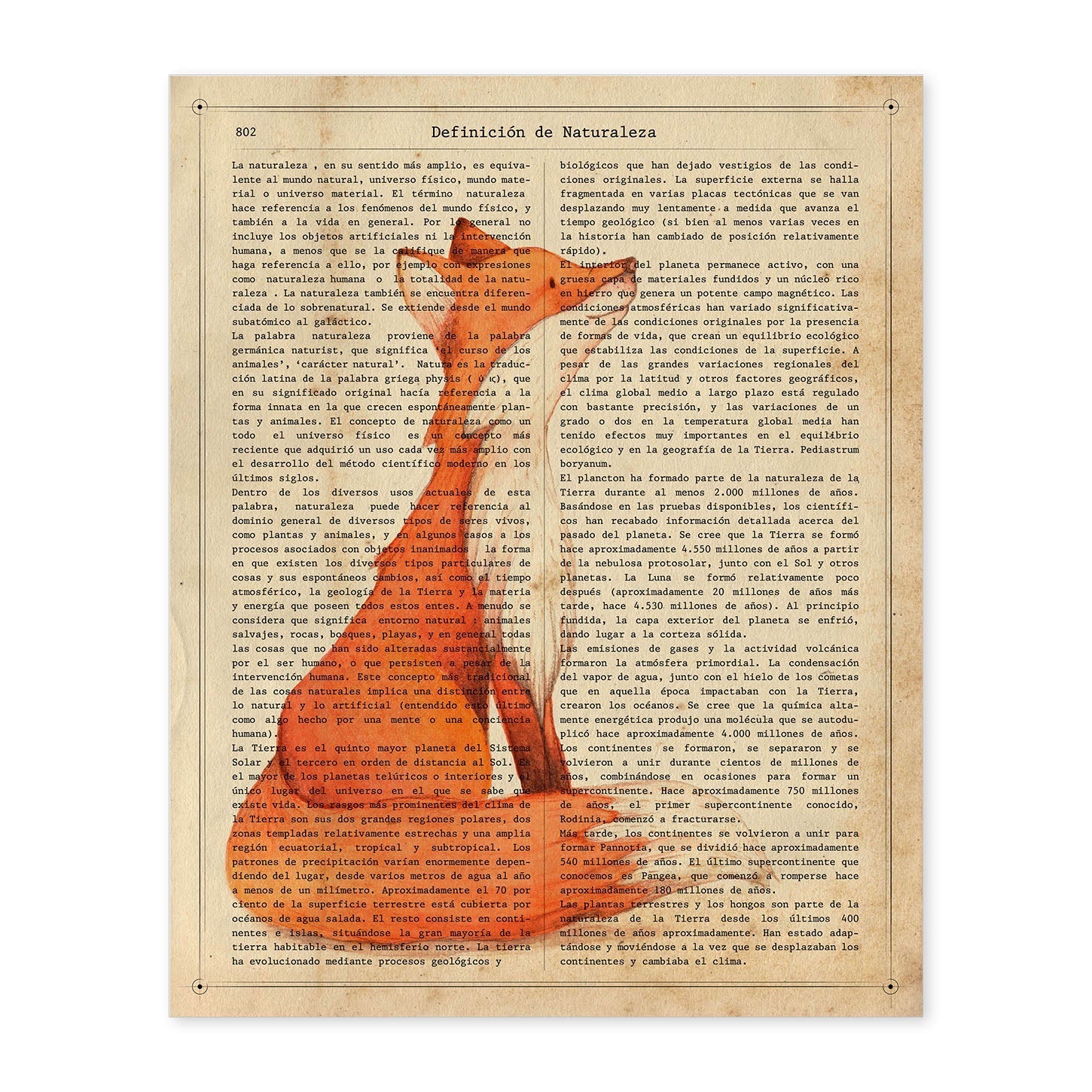 Poster de Foxy con definición. Láminas de animales con texto y definición. Diseño de interiores basado en animales.-Artwork-Nacnic-A4-Sin marco-Nacnic Estudio SL