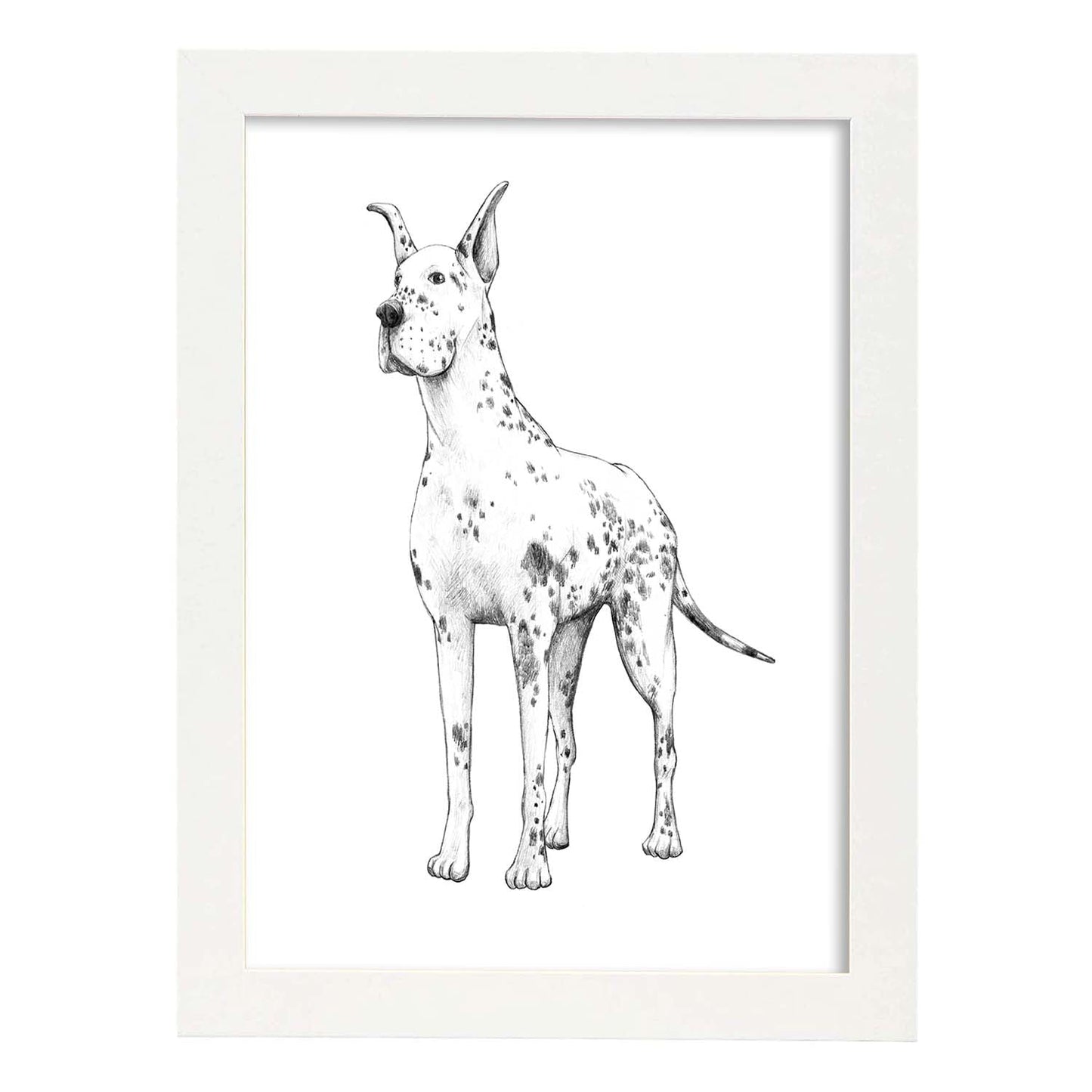 Poster de Gran danes blanco. Lámina decorativa de perros.-Artwork-Nacnic-A3-Marco Blanco-Nacnic Estudio SL