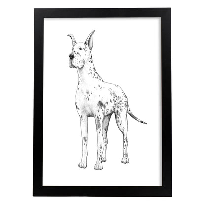 Poster de Gran danes blanco. Lámina decorativa de perros.-Artwork-Nacnic-A4-Marco Negro-Nacnic Estudio SL