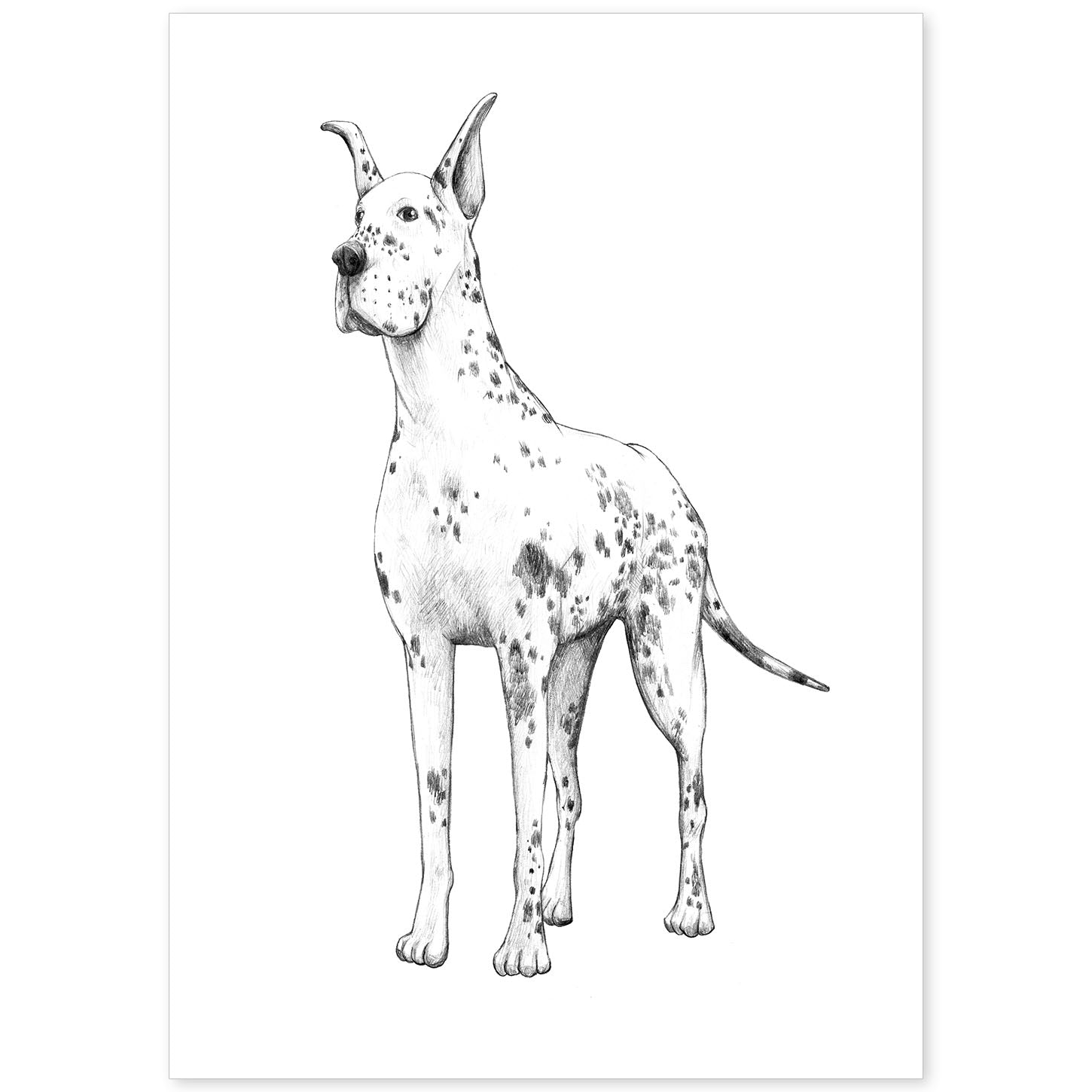 Poster de Gran danes blanco. Lámina decorativa de perros.-Artwork-Nacnic-A4-Sin marco-Nacnic Estudio SL