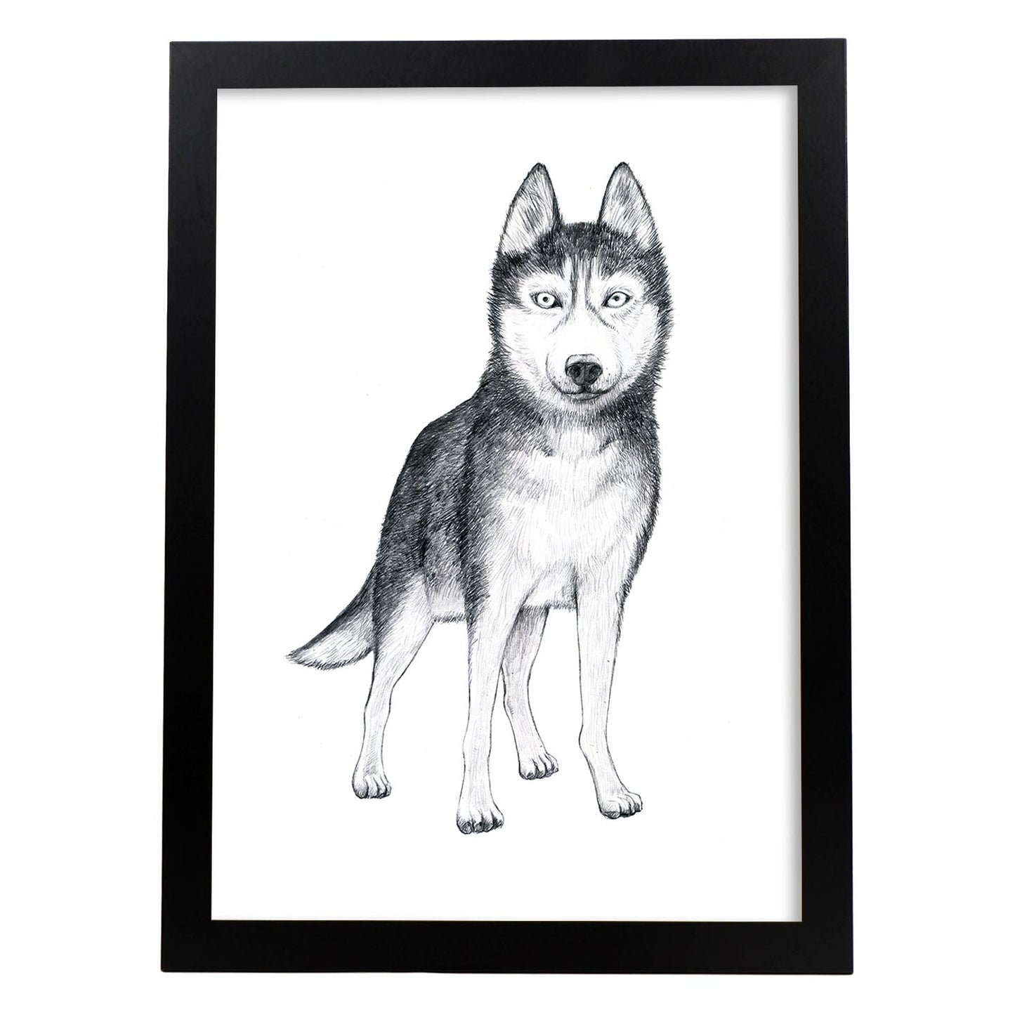 Poster de Husky. Lámina decorativa de perros.-Artwork-Nacnic-A3-Marco Negro-Nacnic Estudio SL
