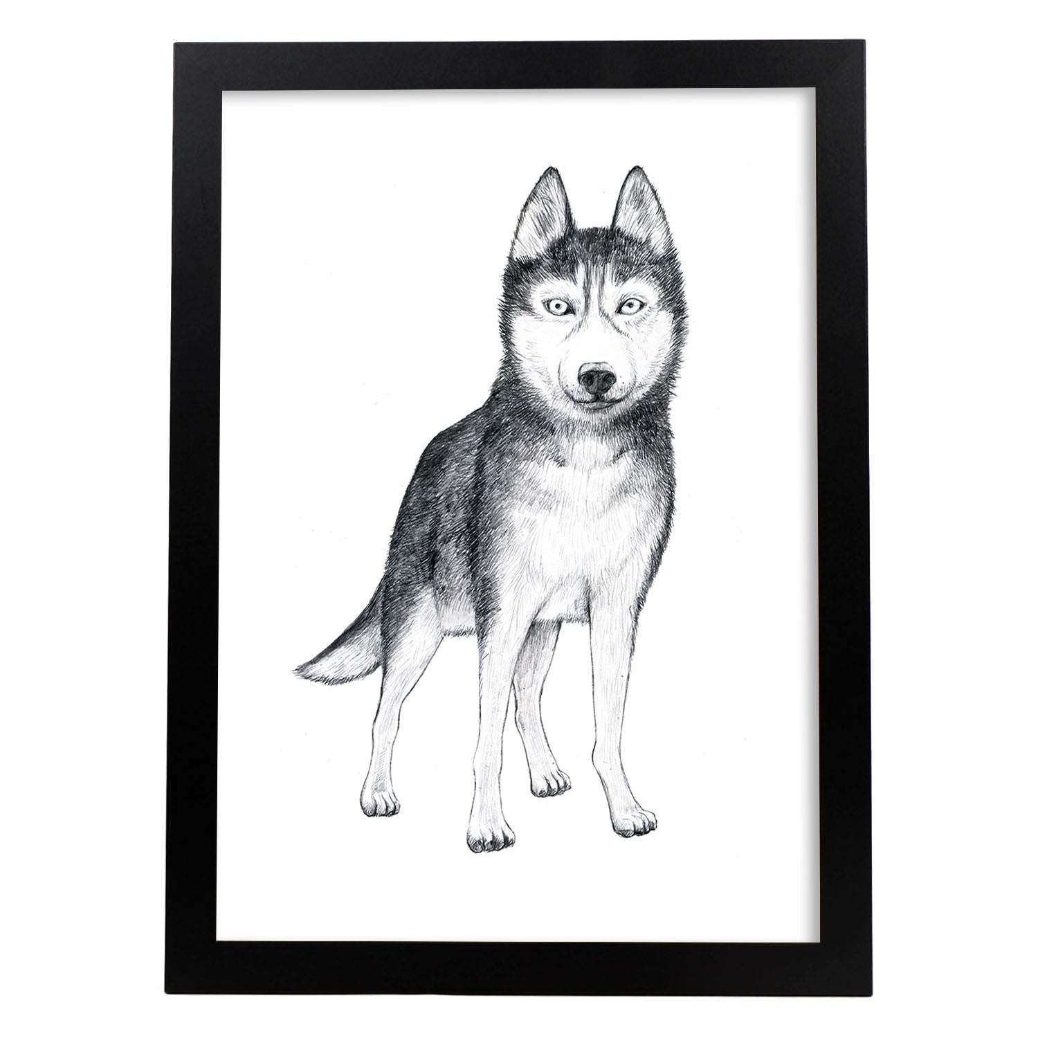 Poster de Husky. Lámina decorativa de perros.-Artwork-Nacnic-A4-Marco Negro-Nacnic Estudio SL