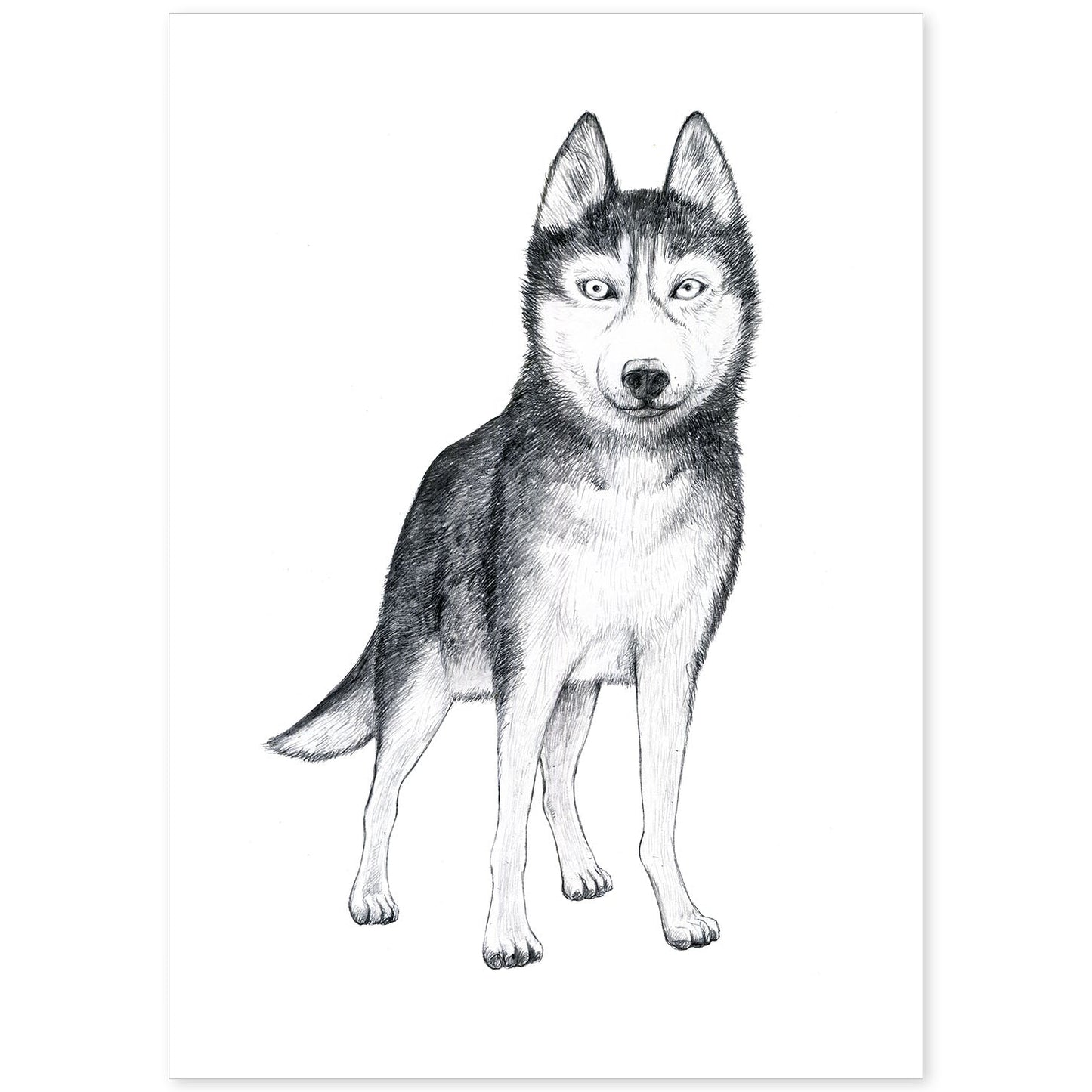 Poster de Husky. Lámina decorativa de perros.-Artwork-Nacnic-A4-Sin marco-Nacnic Estudio SL
