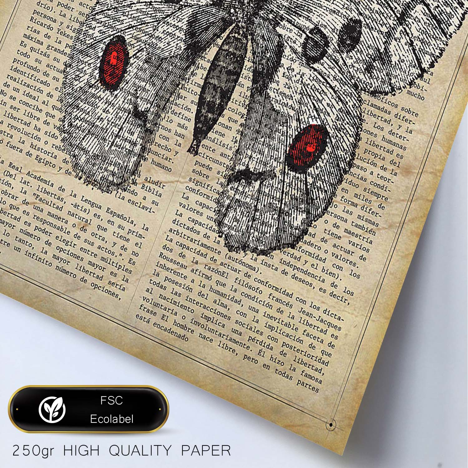 Poster de Mariposa Apollo. Láminas de mariposas. Decoración de mariposas y polillas.-Artwork-Nacnic-Nacnic Estudio SL