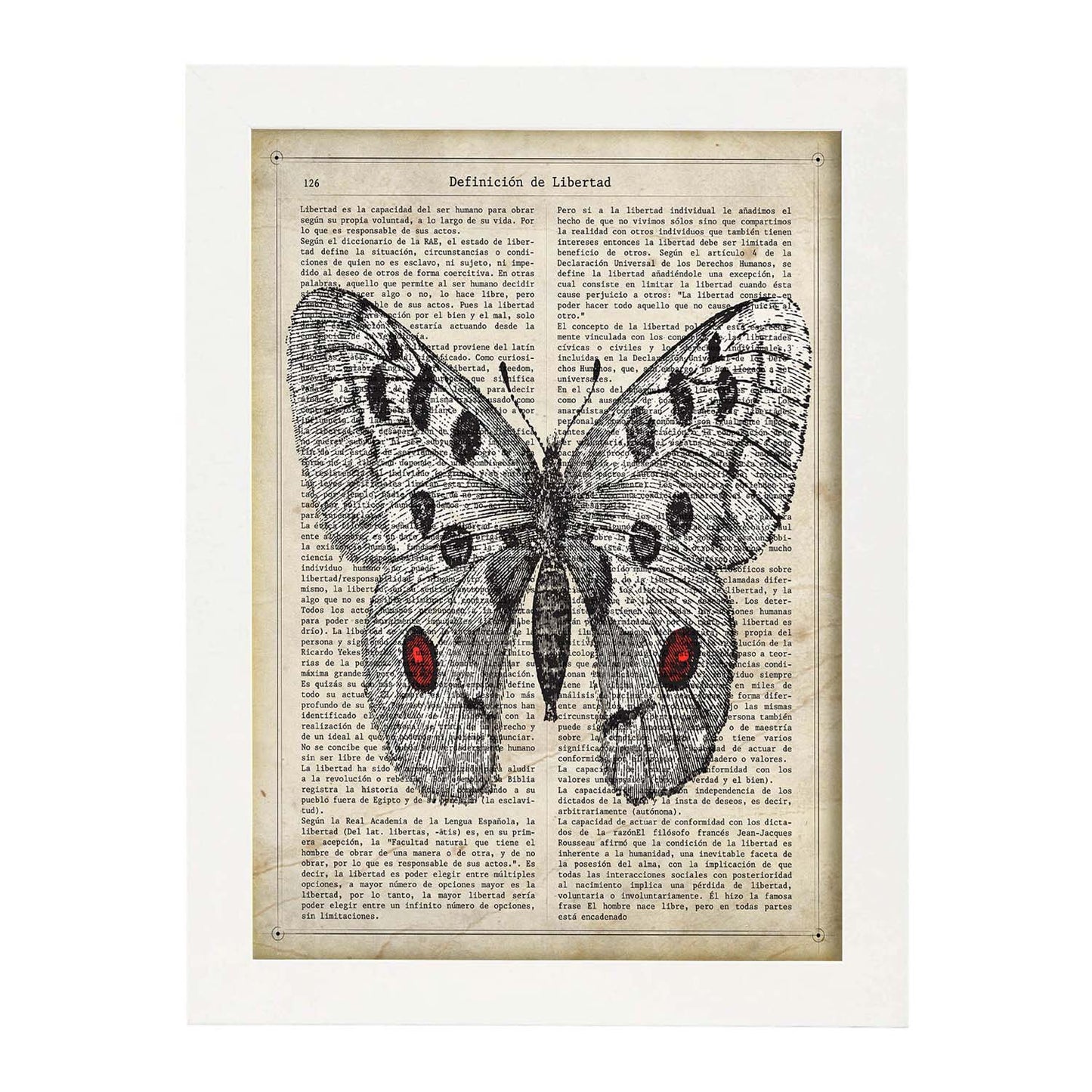 Poster de Mariposa Apollo. Láminas de mariposas. Decoración de mariposas y polillas.-Artwork-Nacnic-A3-Marco Blanco-Nacnic Estudio SL