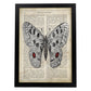 Poster de Mariposa Apollo. Láminas de mariposas. Decoración de mariposas y polillas.-Artwork-Nacnic-A3-Marco Negro-Nacnic Estudio SL