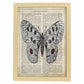 Poster de Mariposa Apollo. Láminas de mariposas. Decoración de mariposas y polillas.-Artwork-Nacnic-A4-Marco Madera clara-Nacnic Estudio SL