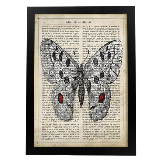 Poster de Mariposa Apollo. Láminas de mariposas. Decoración de mariposas y polillas.-Artwork-Nacnic-A4-Marco Negro-Nacnic Estudio SL