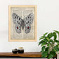 Poster de Mariposa Apollo. Láminas de mariposas. Decoración de mariposas y polillas.-Artwork-Nacnic-Nacnic Estudio SL