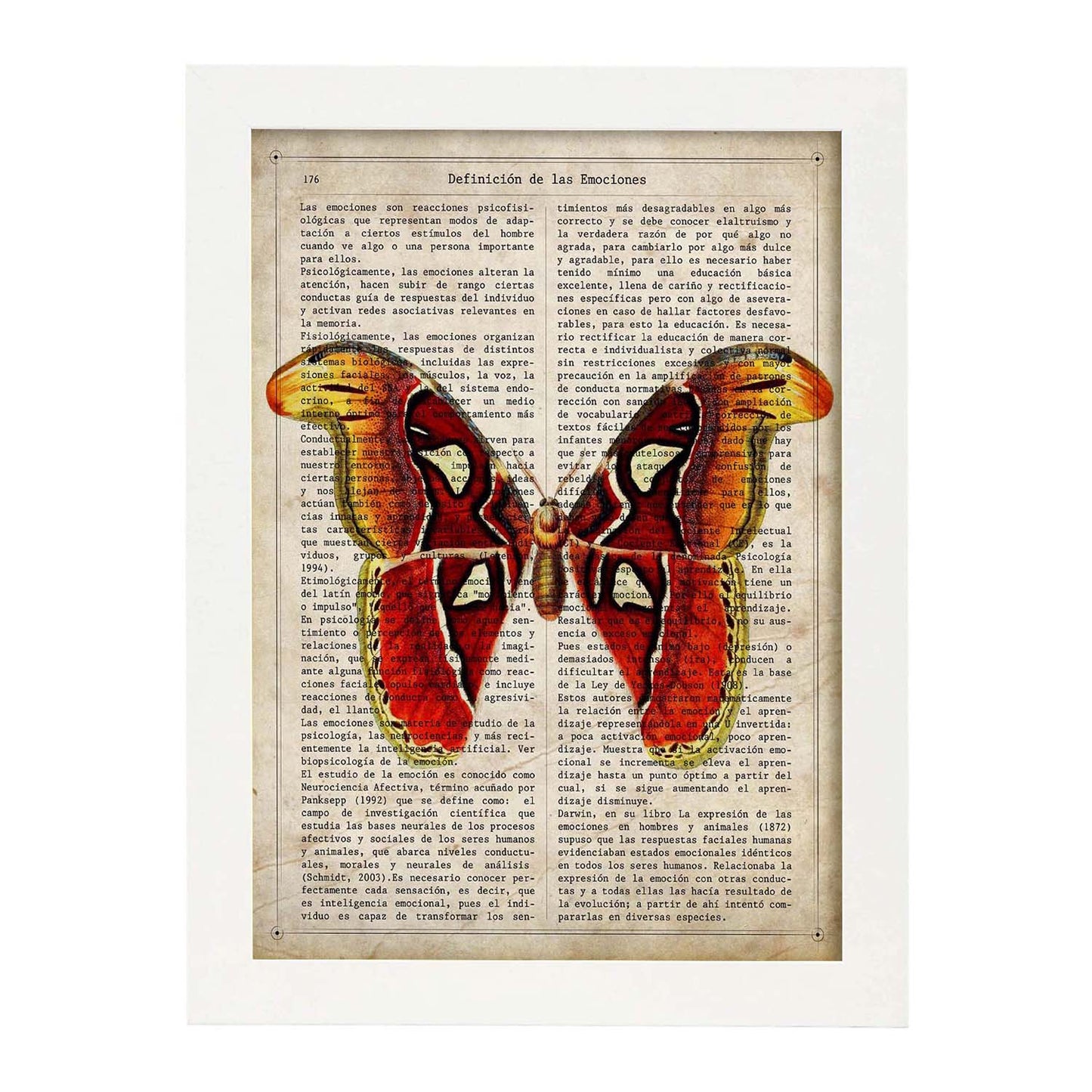 Poster de Mariposa Atlas. Láminas de mariposas. Decoración de mariposas y polillas.-Artwork-Nacnic-A3-Marco Blanco-Nacnic Estudio SL