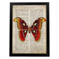 Poster de Mariposa Atlas. Láminas de mariposas. Decoración de mariposas y polillas.-Artwork-Nacnic-A3-Marco Negro-Nacnic Estudio SL