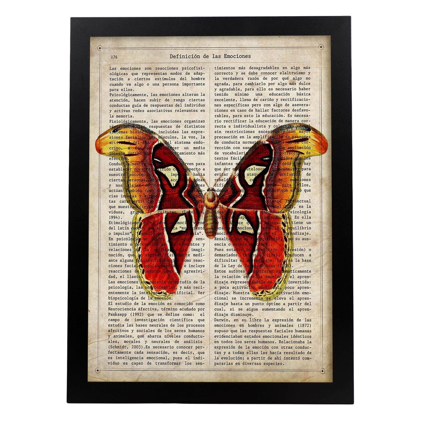 Poster de Mariposa Atlas. Láminas de mariposas. Decoración de mariposas y polillas.-Artwork-Nacnic-A3-Marco Negro-Nacnic Estudio SL