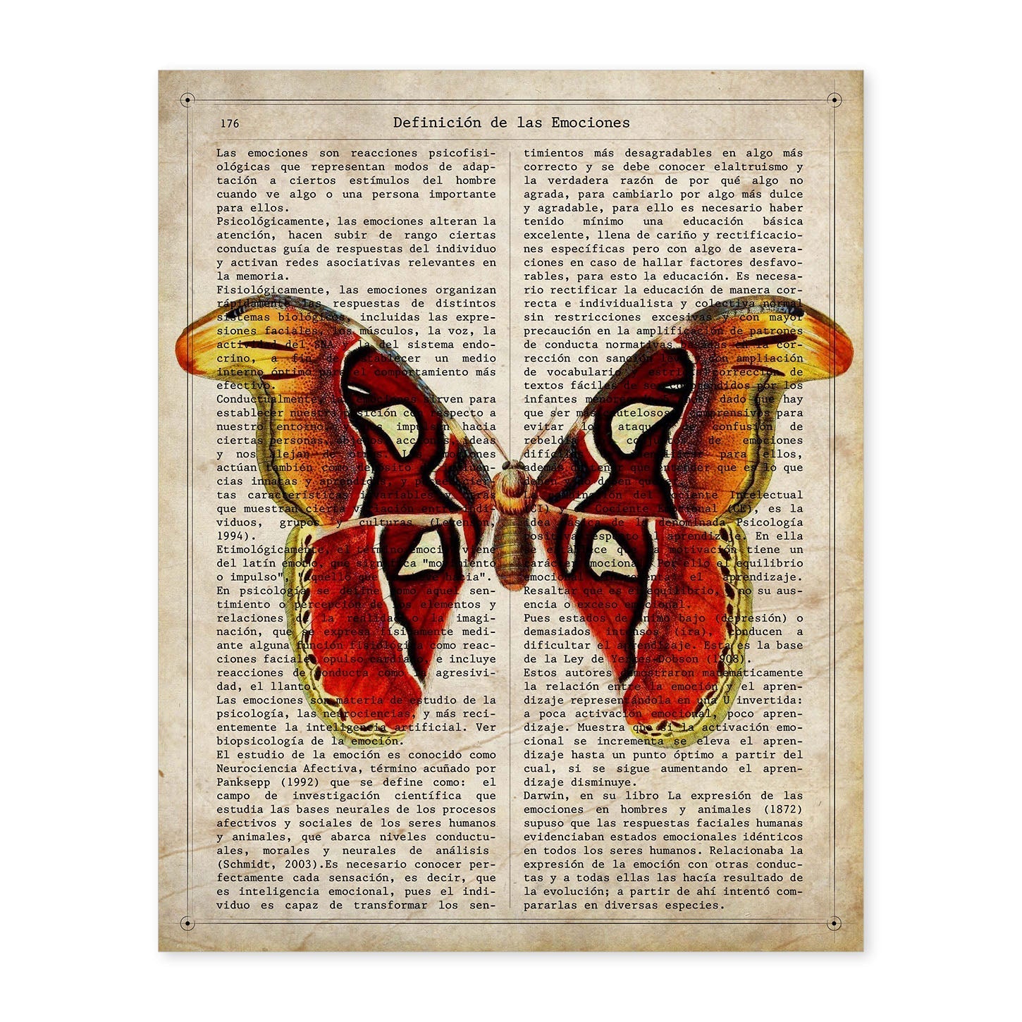 Poster de Mariposa Atlas. Láminas de mariposas. Decoración de mariposas y polillas.-Artwork-Nacnic-A4-Sin marco-Nacnic Estudio SL