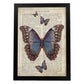 Poster de Mariposa azul negra. Láminas de mariposas. Decoración de mariposas y polillas.-Artwork-Nacnic-A3-Marco Negro-Nacnic Estudio SL