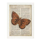 Poster de Mariposa Hamearis. Láminas de mariposas. Decoración de mariposas y polillas.-Artwork-Nacnic-Nacnic Estudio SL
