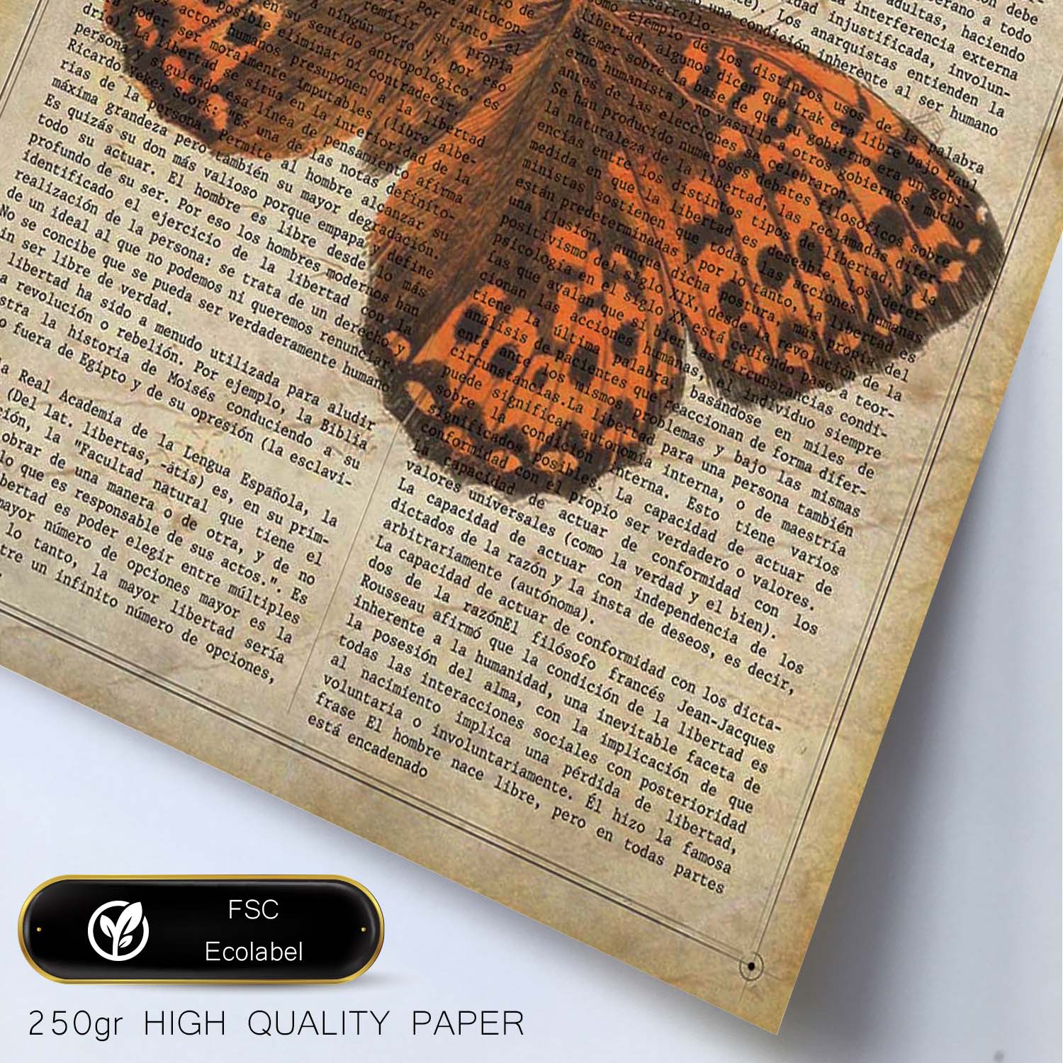 Poster de Mariposa Hamearis. Láminas de mariposas. Decoración de mariposas y polillas.-Artwork-Nacnic-Nacnic Estudio SL