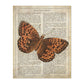 Poster de Mariposa Hamearis. Láminas de mariposas. Decoración de mariposas y polillas.-Artwork-Nacnic-A4-Sin marco-Nacnic Estudio SL