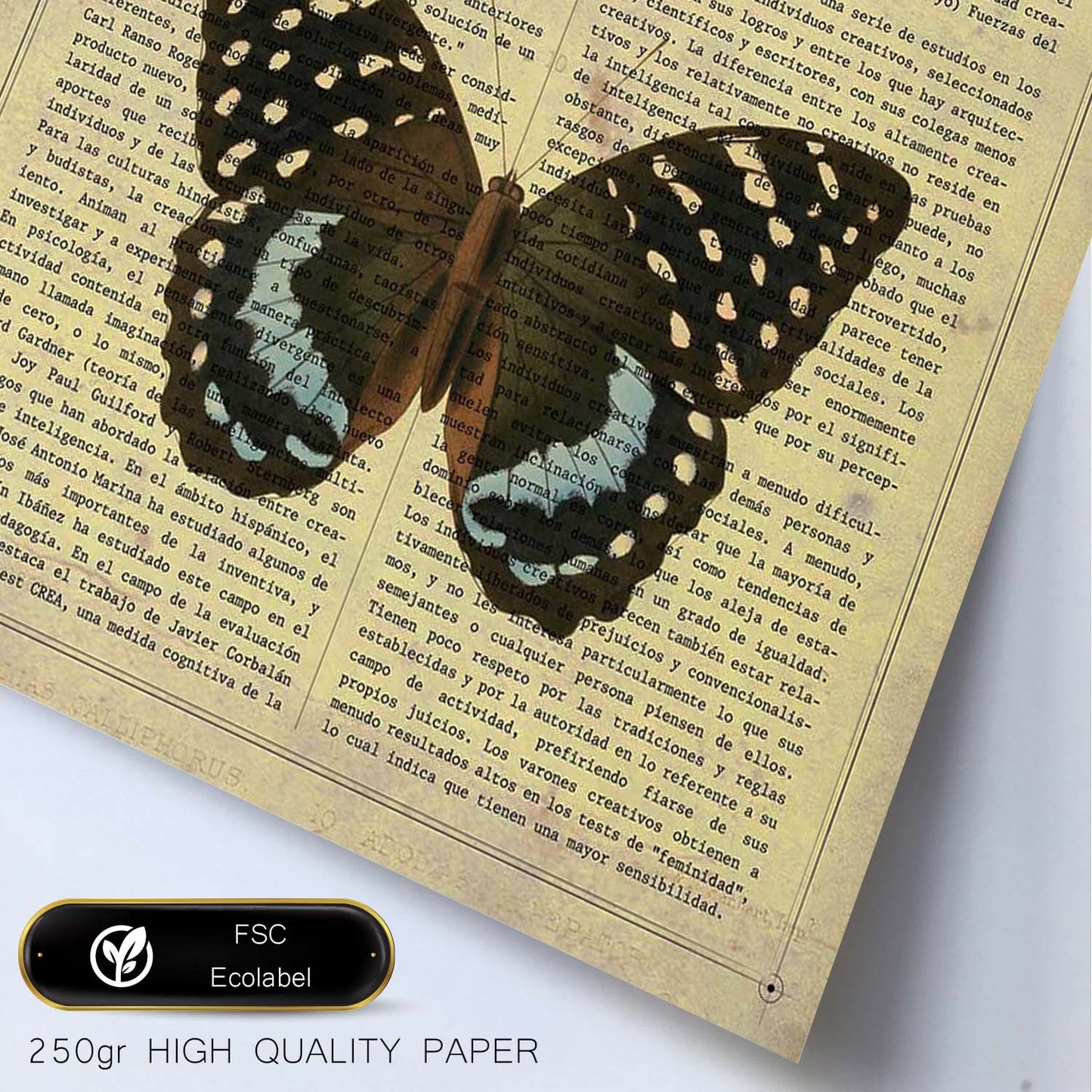 Poster de Mariposa Lexias. Láminas de mariposas. Decoración de mariposas y polillas.-Artwork-Nacnic-Nacnic Estudio SL