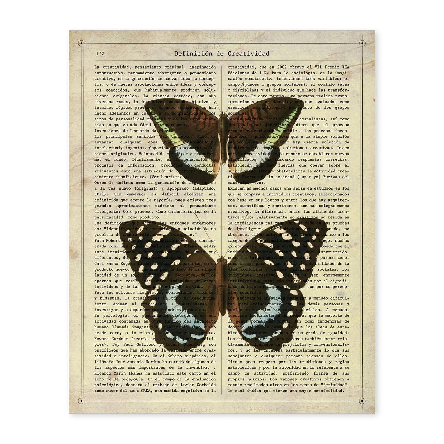 Poster de Mariposa Lexias. Láminas de mariposas. Decoración de mariposas y polillas.-Artwork-Nacnic-A4-Sin marco-Nacnic Estudio SL