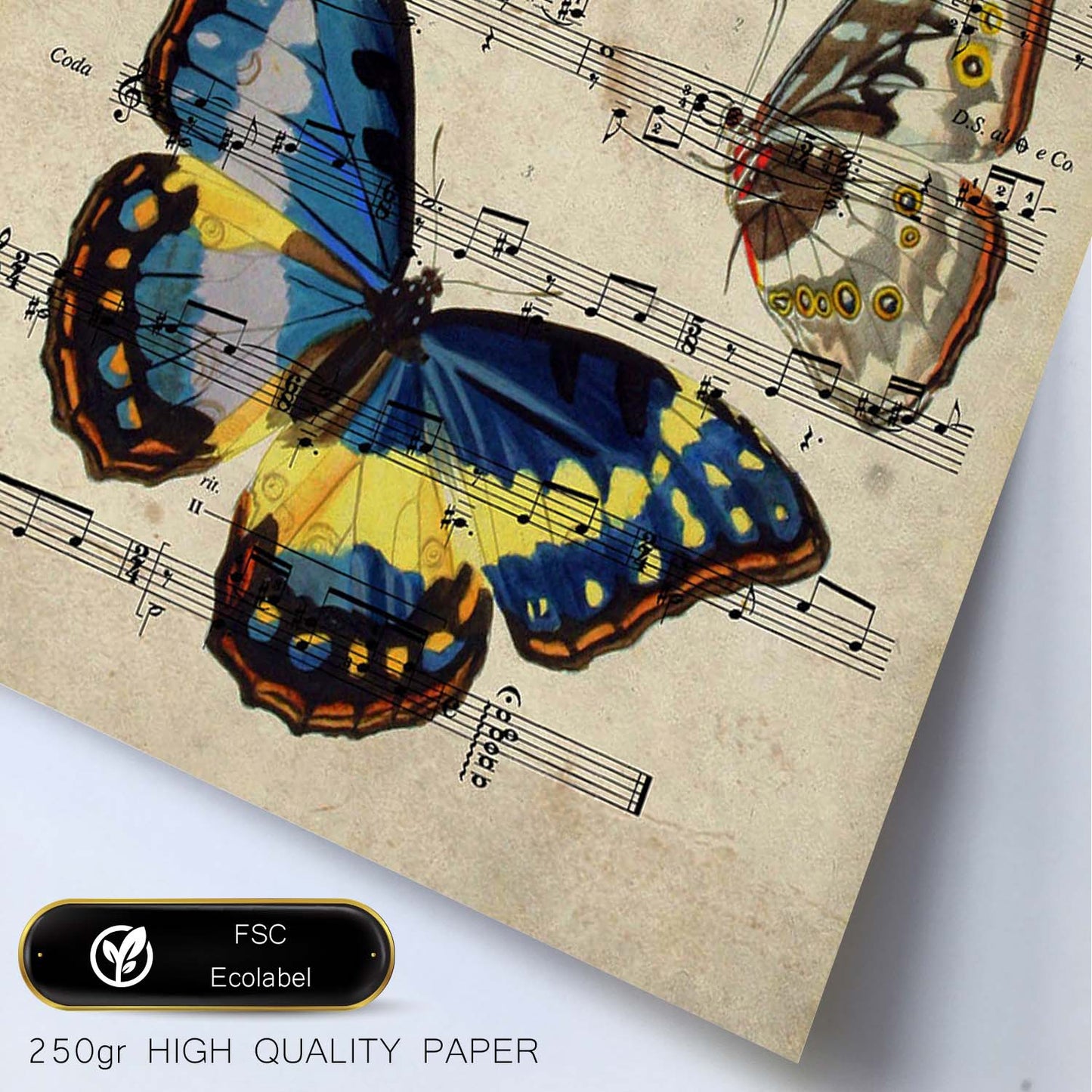 Poster de Mariposa Morpho. Láminas de mariposas. Decoración de mariposas y polillas.-Artwork-Nacnic-Nacnic Estudio SL