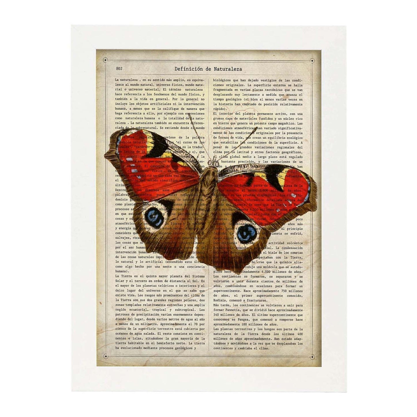 Poster de Mariposa Pavo real. Láminas de mariposas. Decoración de mariposas y polillas.-Artwork-Nacnic-A3-Marco Blanco-Nacnic Estudio SL