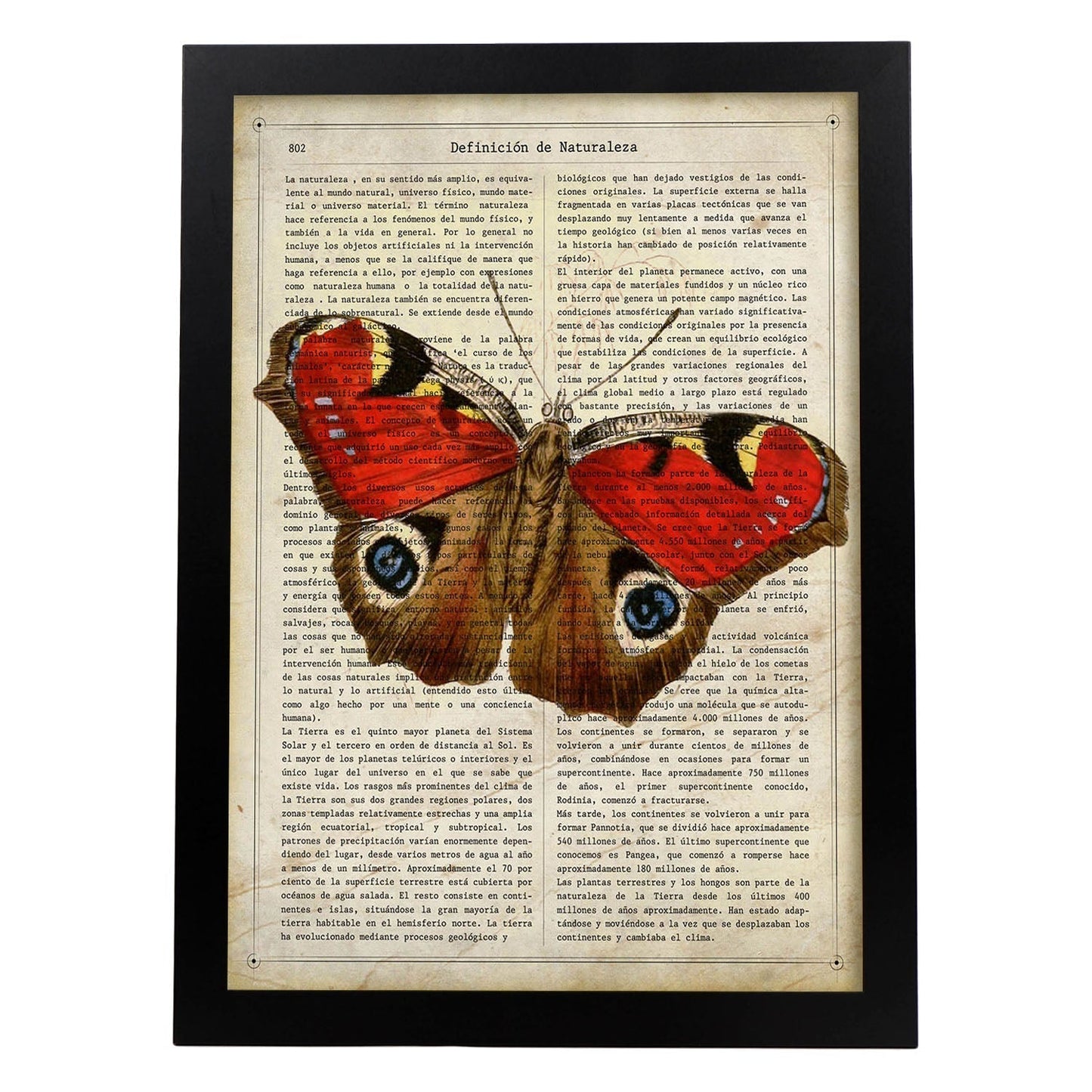 Poster de Mariposa Pavo real. Láminas de mariposas. Decoración de mariposas y polillas.-Artwork-Nacnic-A3-Marco Negro-Nacnic Estudio SL