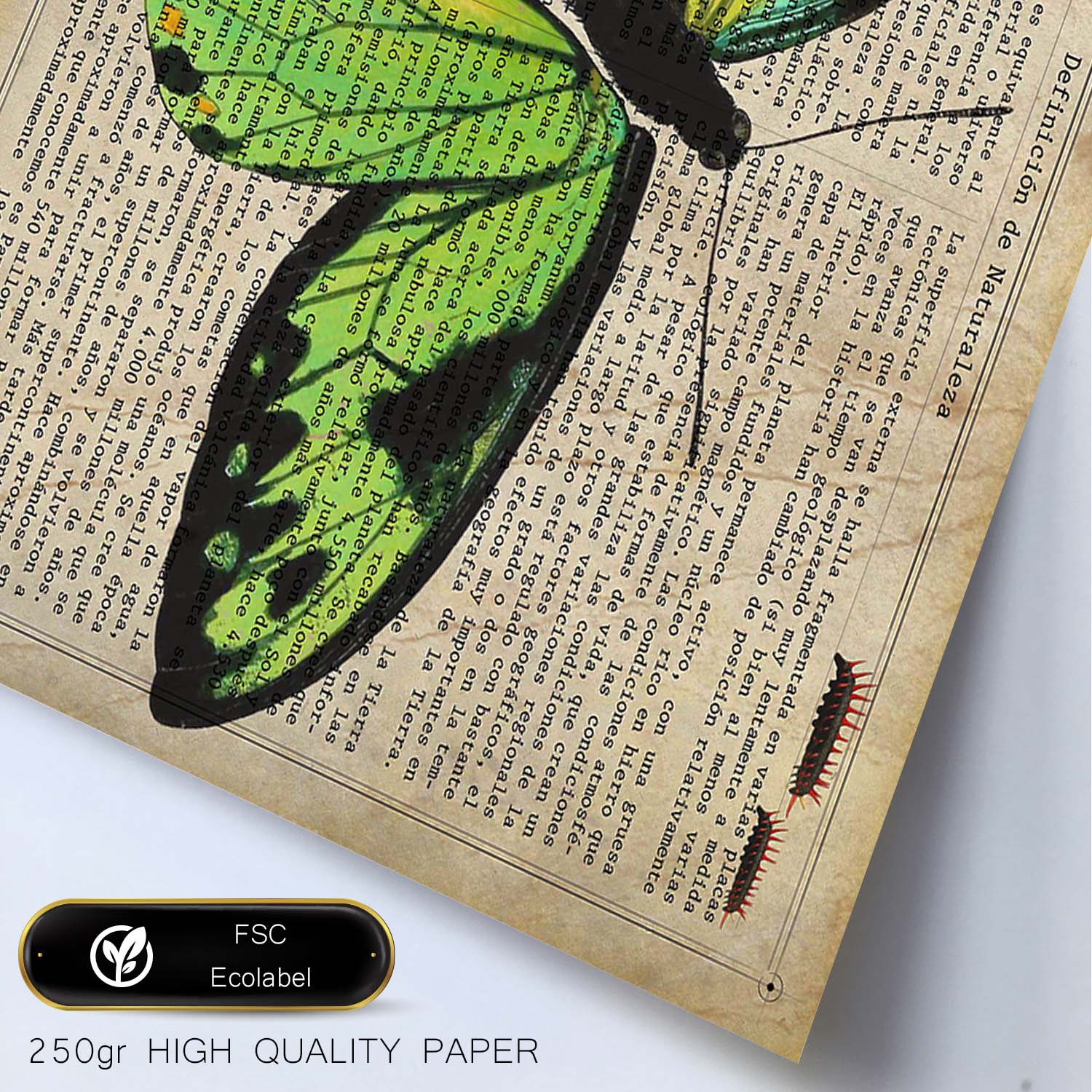 Poster de Mariposa verde H. Láminas de mariposas. Decoración de mariposas y polillas.-Artwork-Nacnic-Nacnic Estudio SL