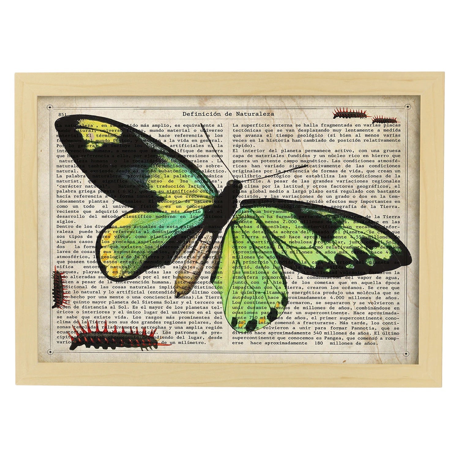 Poster de Mariposa verde H. Láminas de mariposas. Decoración de mariposas y polillas.-Artwork-Nacnic-A3-Marco Madera clara-Nacnic Estudio SL