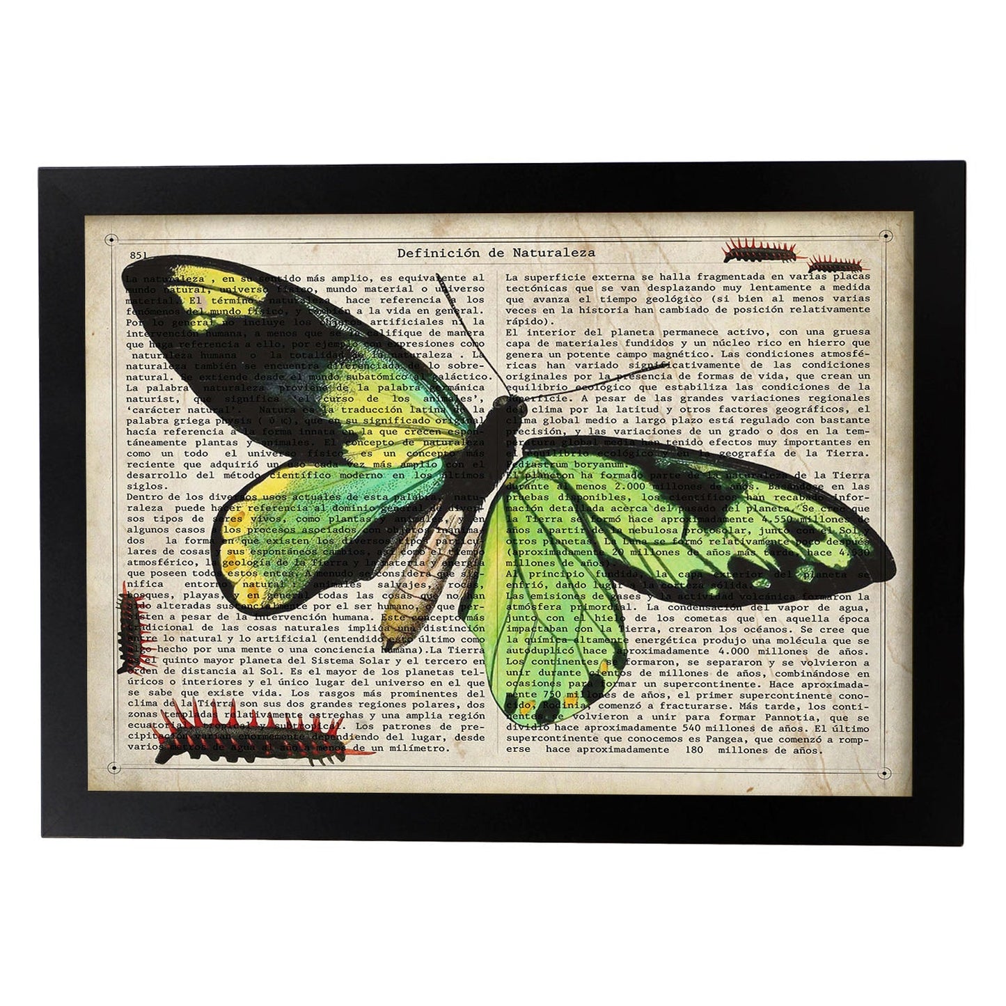 Poster de Mariposa verde H. Láminas de mariposas. Decoración de mariposas y polillas.-Artwork-Nacnic-A3-Marco Negro-Nacnic Estudio SL
