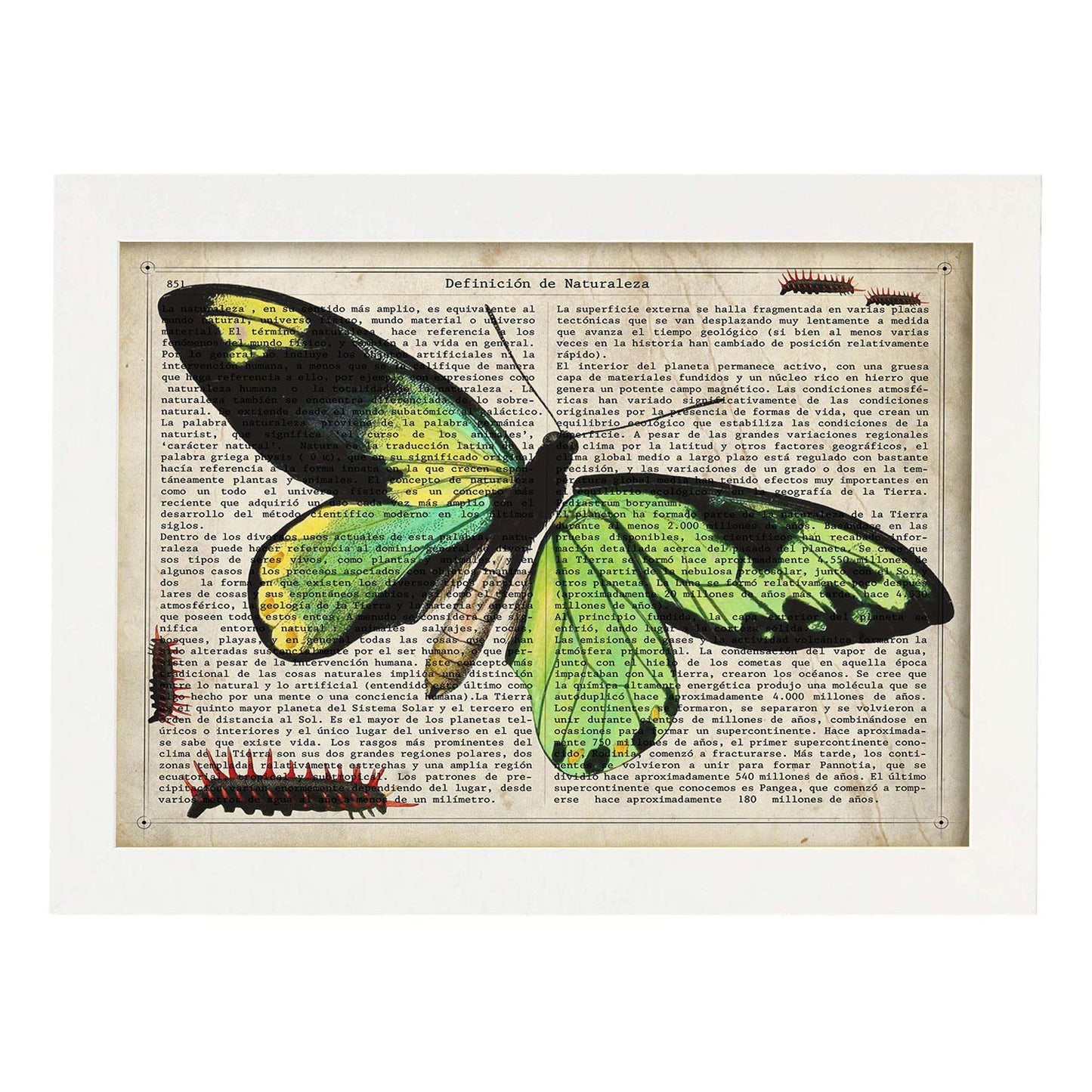 Poster de Mariposa verde H. Láminas de mariposas. Decoración de mariposas y polillas.-Artwork-Nacnic-A4-Marco Blanco-Nacnic Estudio SL