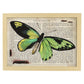 Poster de Mariposa verde H. Láminas de mariposas. Decoración de mariposas y polillas.-Artwork-Nacnic-A4-Marco Madera clara-Nacnic Estudio SL