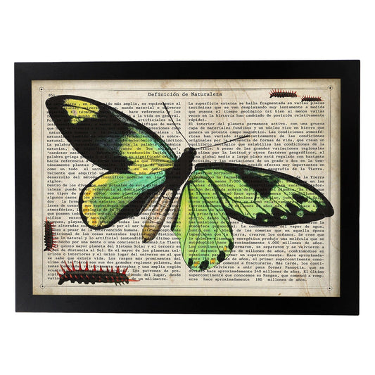 Poster de Mariposa verde H. Láminas de mariposas. Decoración de mariposas y polillas.-Artwork-Nacnic-A4-Marco Negro-Nacnic Estudio SL