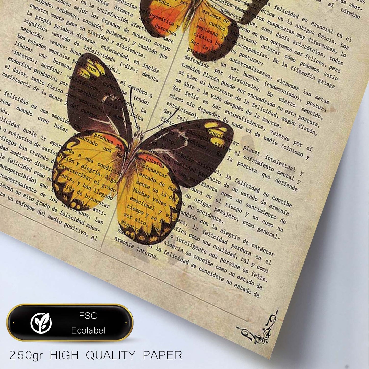 Poster de Mariposas Pieris 2. Láminas de mariposas. Decoración de mariposas y polillas.-Artwork-Nacnic-Nacnic Estudio SL