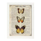 Poster de Mariposas Pieris 2. Láminas de mariposas. Decoración de mariposas y polillas.-Artwork-Nacnic-A4-Marco Blanco-Nacnic Estudio SL